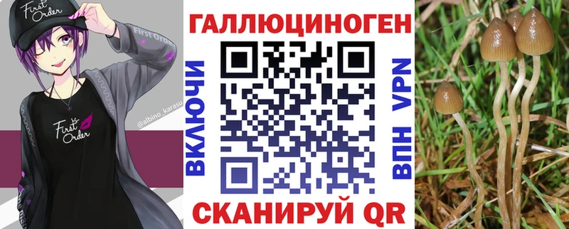 дарнет шоп  Моздок  Псилоцибиновые грибы Psilocybe 